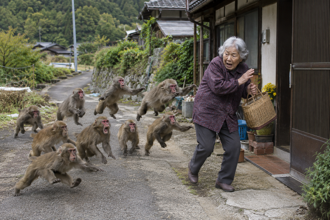 【悲報】70代女性、サル10匹に追いかけられる