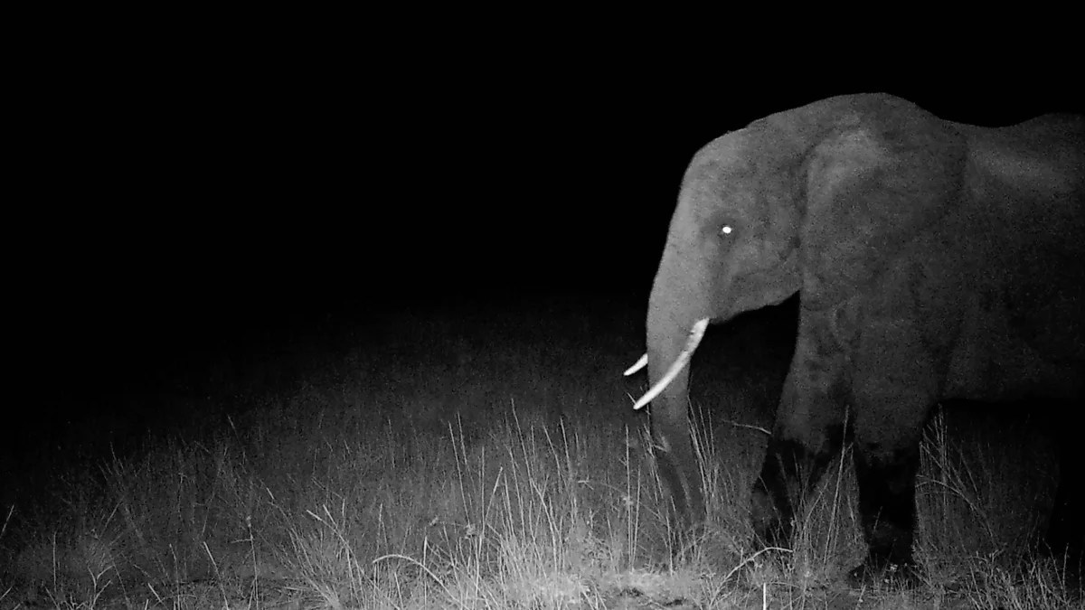 夜にしか現れない、アフリカ伝説の「幽霊ソウ」の正体がフンのDNA解析で明らかに