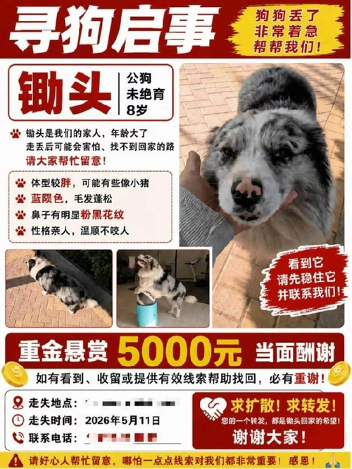 【悲報】フォロワー100万人の人気わんこ、誘拐され転売→食肉処理されていた…