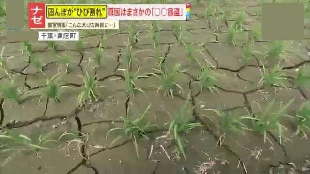 【被害】田植え直後の水田がカラカラに！干上がった理由はまさかの“金属窃盗” 「なぜこの時期に…」コメ農家が怒り心頭
