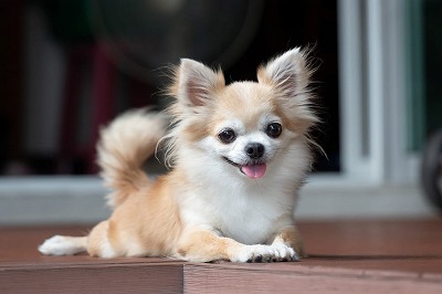 チワワとかいう犬、マジで何が良いのか分からないwww