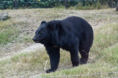 【画像あり】赤ん坊を抱いた21歳のギャルママ、ツキノワグマに襲われるもキックで一蹴www