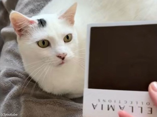 猫の飼い主がソファを買うときは…これをしたほうがいい（動画）