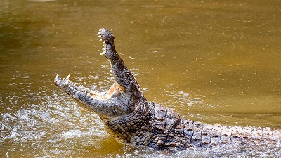 【動画】海外のクソガキ、ワニに遭遇して石を投げてしまう…