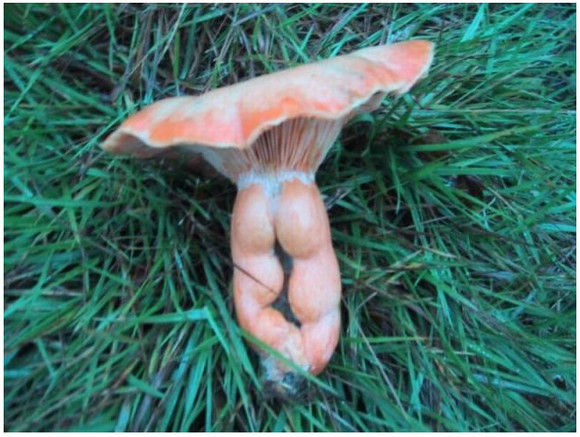 【画像スレ】「5秒で吹いたら負け」レベルの破壊力ある画像貼ってけwww
