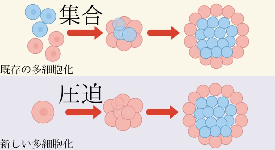多細胞生物の起源は「遺伝子」より「物理」だった――「非対称開始仮説」が提唱