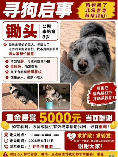 中国でフォロワー１００万人の人気犬が誘拐される　転売後に食肉処理
