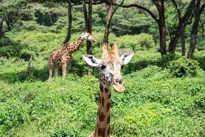 【動画】キリンのガキが可愛い、想像の2.5倍可愛いwww