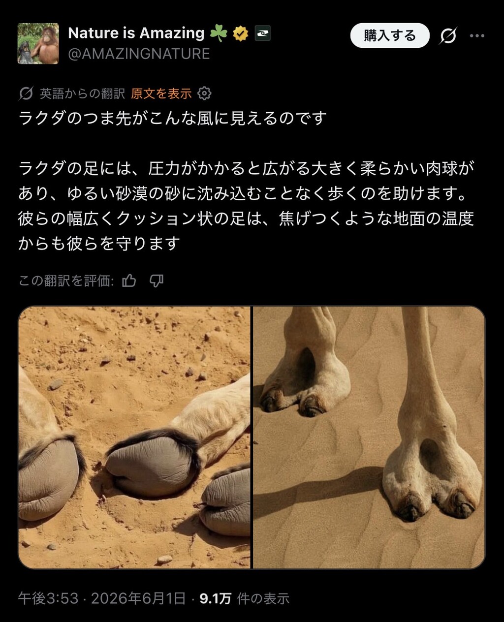 【癒し！】ラクダの肉球、かわいい