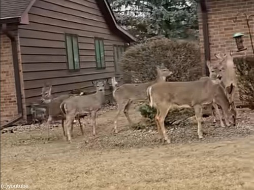 アメリカの住宅地に鹿の行列が…鳥の餌箱に順番待ち（動画）