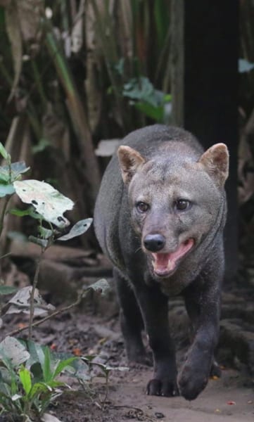 「アマゾンの幽霊犬」を固定カメラで撮影に成功