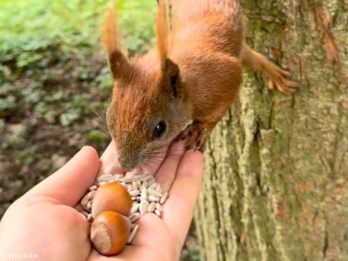 「公園のリスに木の実を手渡したら…すごいポーズで食べてくれた」（動画）