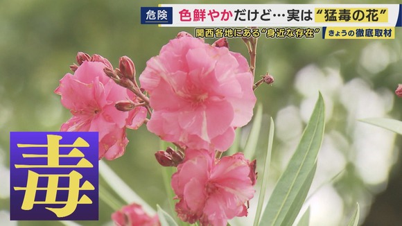青酸カリ30倍の毒性がある植物があちらこちらに