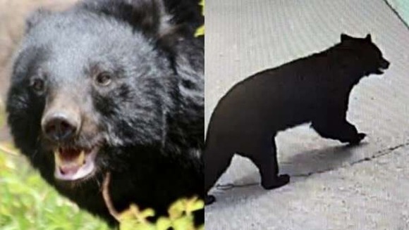 【クマ捕獲でまた…】「殺さないでくれ」「山に逃がせ」役所に電話殺到で担当者は疲弊、“処分して”の声も…