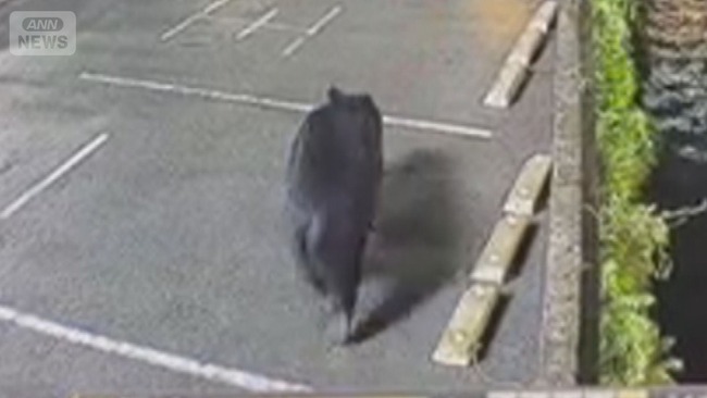 【動画】宇都宮の熊www