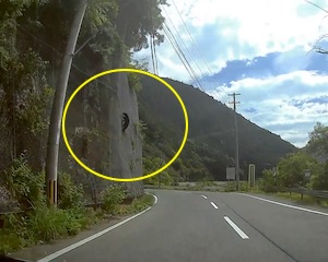 【動画】奈良県で落石防護網を登るツキノワグマが目撃される。