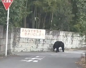 【動画】宇都宮に出没したクマさん結構でけえwww