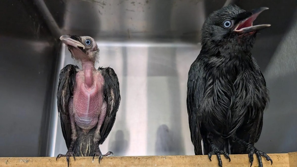 ほぼ毛のない状態で救助されたカラスのヒナ、施設の子ガラスが熱心にお世話する