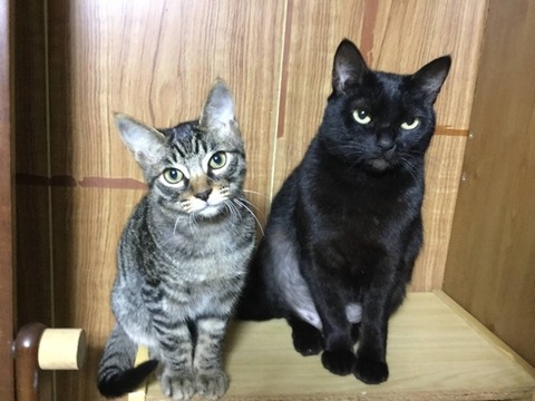 会社がつぶれそうだ。いやもうつぶれたのか？部長クラスから上が一切出勤しないし連絡もつかない。→嫁に「会社が潰れるかもしれん。スマン」とメールを送ったら、嫁の返信は・・・