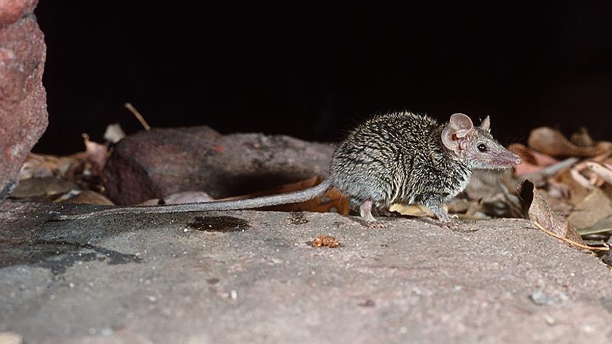 オーストラリアで有袋類の新種発見！小さくてかわいいけど獰猛なハンター