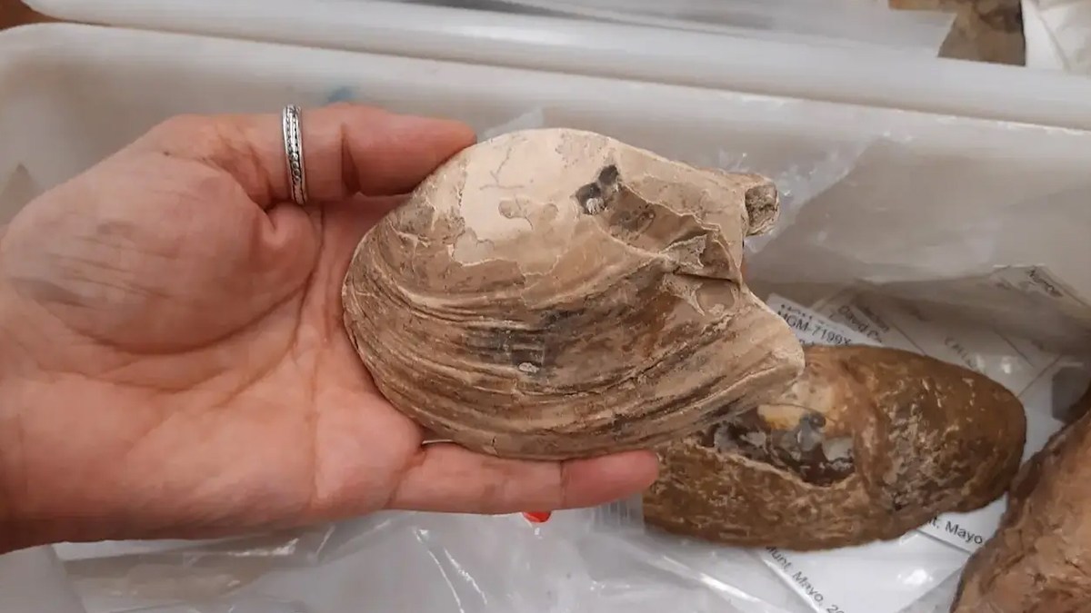 1億2500万年前の赤ちゃんを身ごもっていた二枚貝の化石を発見
