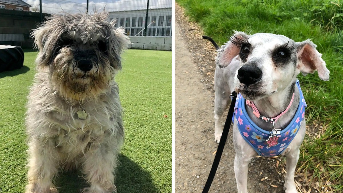 毛が伸びきった状態で救助された犬。ヘアカットしたらまつ毛ぱっちりの美犬さんだった