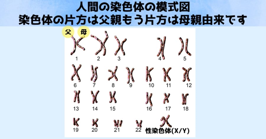 「半分の卵が死亡する」イモリの200年にわたる致死システムの謎がついに解明