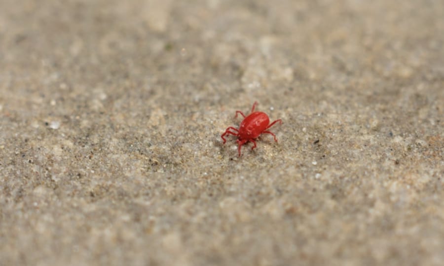 コンクリートでよく見かける赤い虫が「まっ赤な理由」を解説