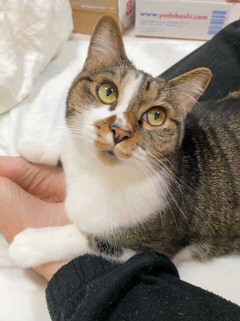 旦那に精神的ＤＶをされていた。毎日怒鳴りつけられ、トメの介護も押し付けられ、介護が終われば私は用済み。離婚したら・・・プリン「養育費はいらないよね？あと家も出て行って」