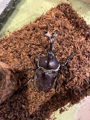 【悲報】カブトムシさん、ボコボコにされてしまうwww