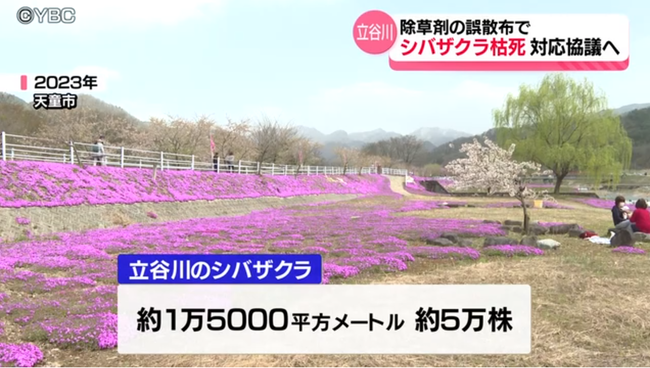 【悲報】20年かけて育てた5万株のシバザクラ、除草剤が誤散布され半分枯れる