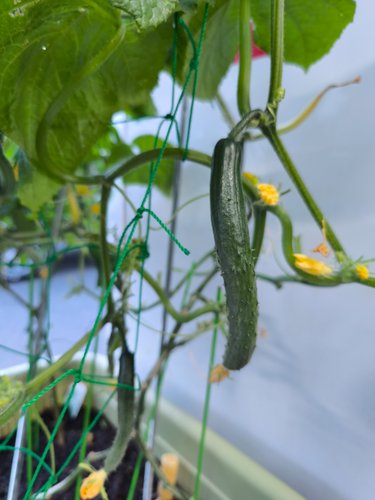 【速報】プランター家庭菜園俺、きゅうりが順調