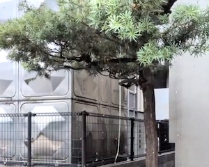 【動画】木に殺虫剤を撒いたら大量の蛾の幼虫がw(ﾟoﾟ)w