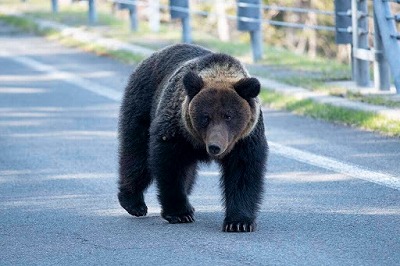 【動画】山を降りたクマ、ガチでお前らでも勝てそうwww