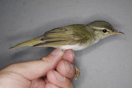 【新発見！？】日本で45年ぶりに新種の鳥が発見されるwww