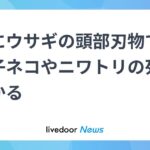 ジャップランドの公園で刃物で切断されたウサギ・子ネコ・ニワトリの頭部が発見される