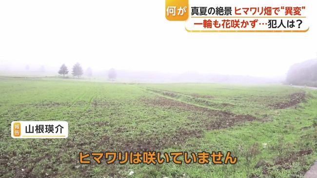 【悲報】 福島県の真夏の絶景「ひまわり畑」、180万本がシカに食い荒らされ全滅