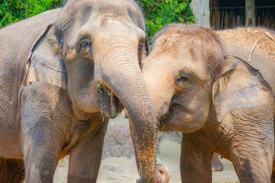 動物園ではゾウが最も人間が遊びに来るのを喜んでいる