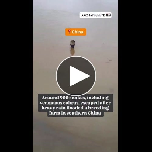 【動画】中国さん、洪水によって脱走したコブラに支配されてしまう