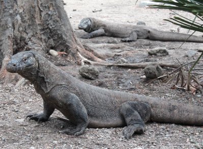 【悲報】インドネシア、日本の動物園へコモドドラゴンを放つwww