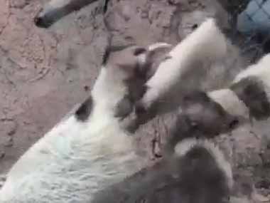 【これは初見殺し】 ２匹の珍獣がじゃれていた。あれ？頭はどこいった？ → 恐怖の戦闘はこちらです…