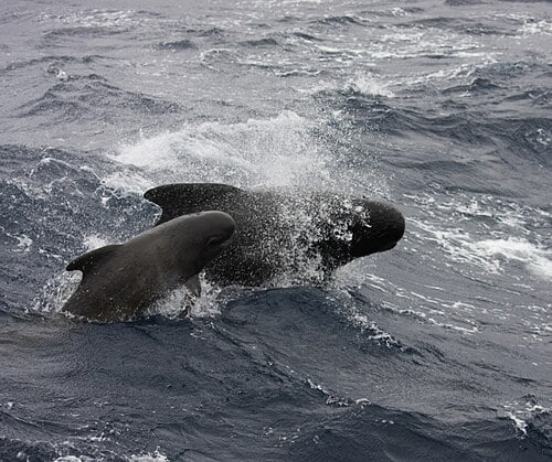 シャチでさえ遭遇を避ける「海の生物」がいた