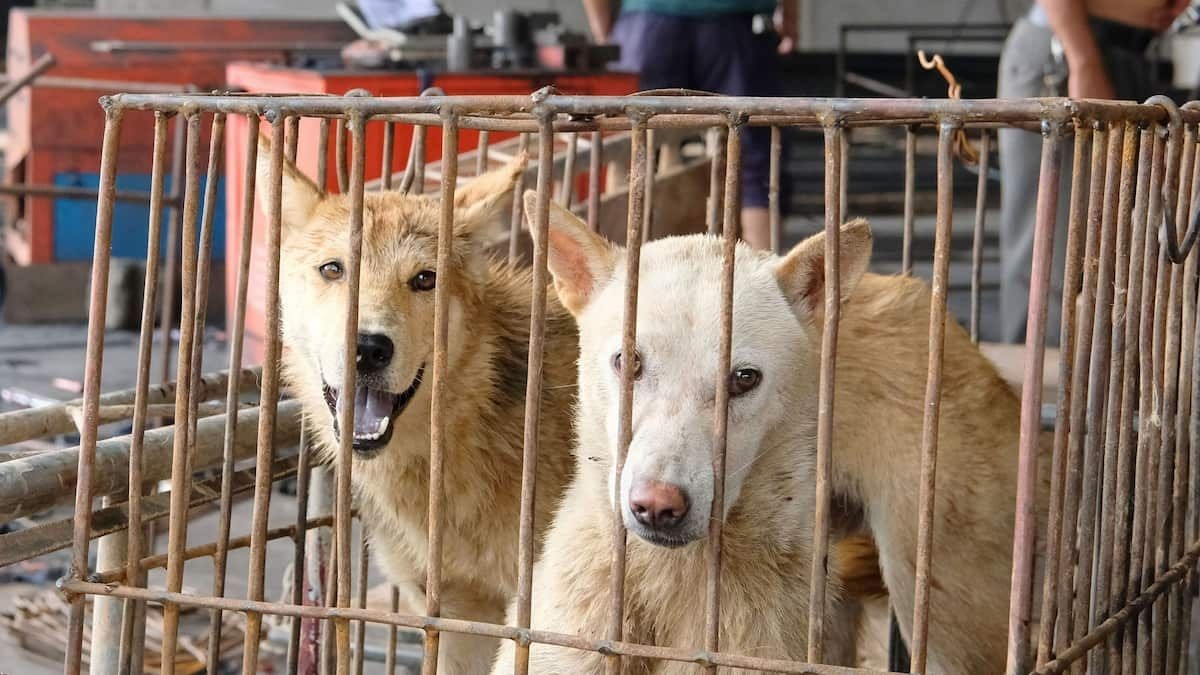 維新の会「国際的に犬猫を食べるのは禁止する流れなのになぜ日本では食べ続けてるのか」