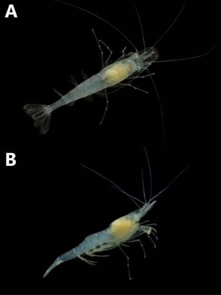 新種の盲目魚「デーモン・ケーブフィッシュ」を地下洞窟で発見、米アラバマ州