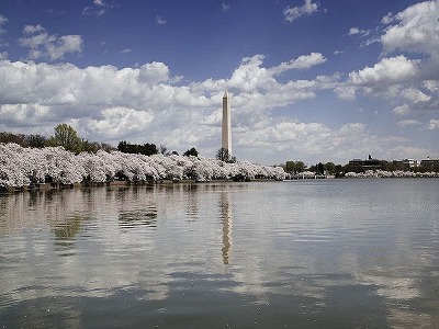【悲報】トランプ大統領、日本が友好の証として寄贈したワシントンD.C.の桜の木を伐採しようとして炎上www