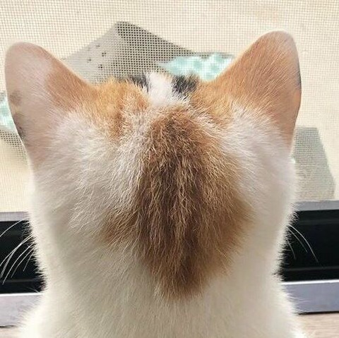 息子の学校の先生から電話。先生「息子さんがふざけてクラスメイトの背中を押して、転んだ際に指の骨が折れたから謝罪して下さい」→大慌てで、先方のお宅に謝りに行ったら・・・