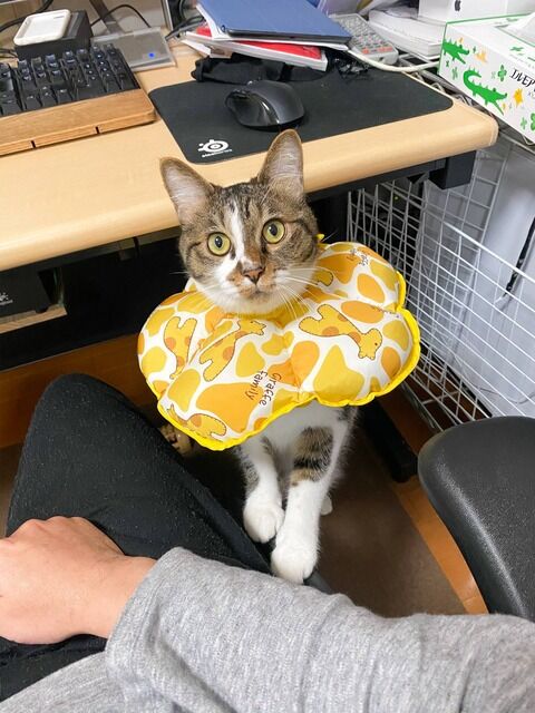 社長の愛人が入社してきてやりたい放題。仕事もできないくせに指図し、休憩時間は社長室でイチャイチャ。毎日地獄だった。→愛人と言い合いになった私に退職勧告が出たので・・・