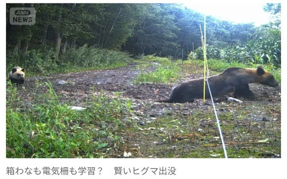 ヒグマ「これ入ると扉が閉まる“箱罠”って奴でしょ（・(ｪ)・）こっちは“電気柵”ね、ﾋｮｲｯと」