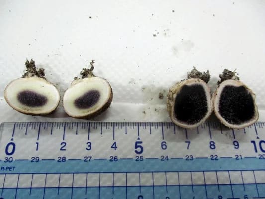 キノコって食用とか毒とか無関係に本来は人間の食い物でないらしいな