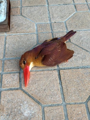 【衝撃】謎の鳥の死体、ガチで話題になるwww